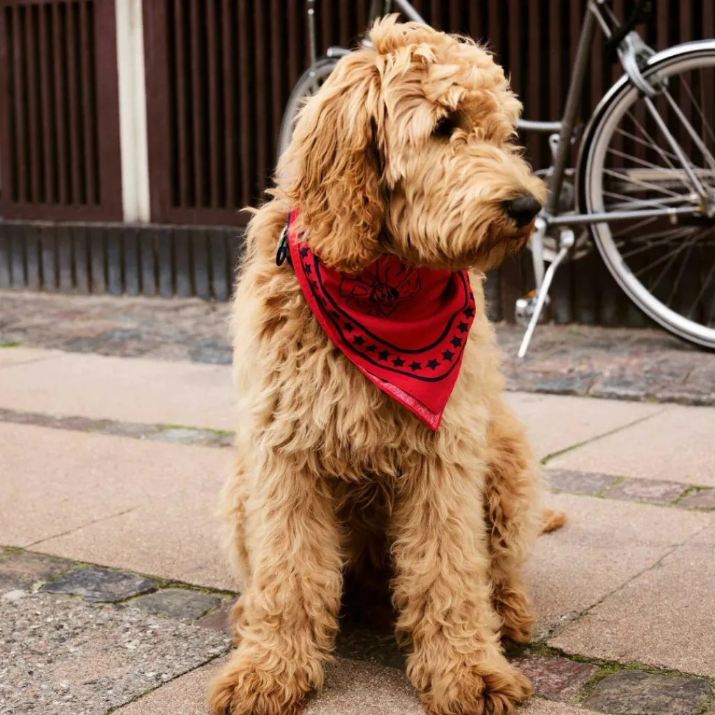 HAY Hundehalstuch 55x55cm| Heimtierbedarf