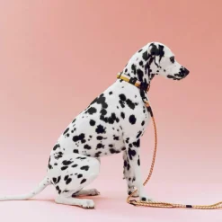 Heimtierbedarf^HAY Hundeleine geflochten verstellbar