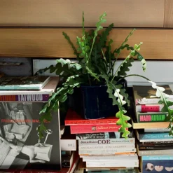 Blumentöpfe^Artek Riihitie B Pflanzgefäß S